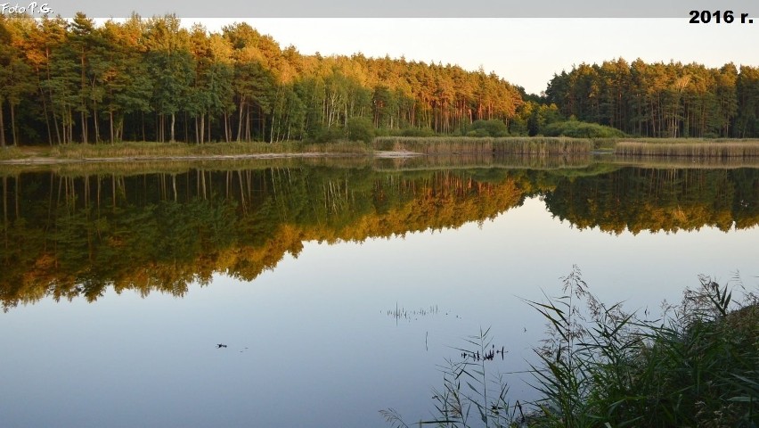 Tyle zostało po stawie Żurawiniec w Boroszowie koło Olesna.