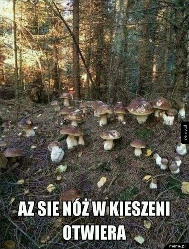 MEMY o grzybiarzach! Grzybobranie na wesoło.