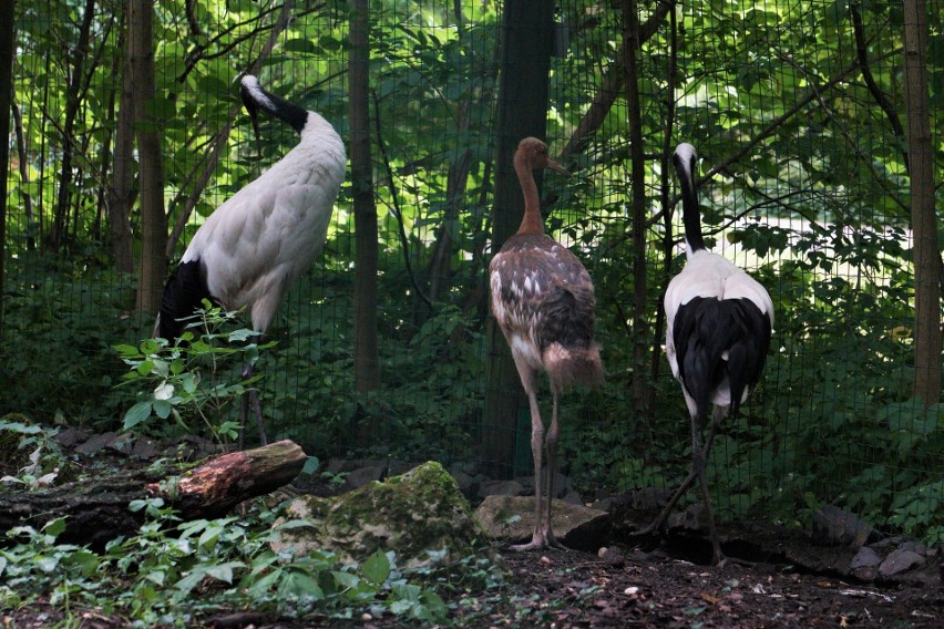 Kolejne narodziny w opolskim zoo.