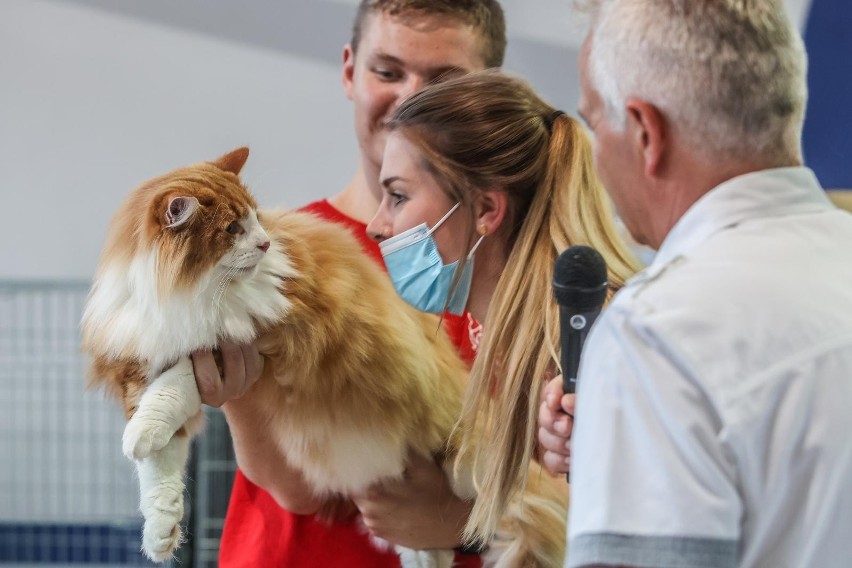 Międzynarodowa wystawa kotów rasowych w Gdańsku. Mruczące piękności zaprezentowały się w postpandemicznym show