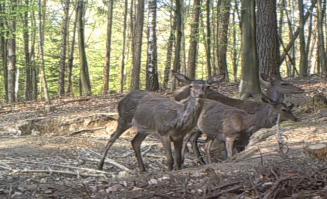 Zwierzęta uchwycone obiektywem fotopułapki w polanowskich lasach.