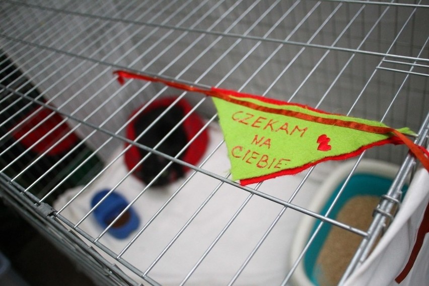Palmiarnia Poznańska: Pokaz kotów do adopcji