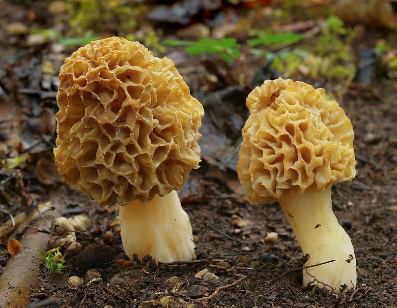 Smardz jadalny (Morchella esculenta) - jadalny...