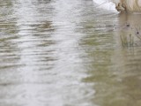 Opolskie: Sytuacja na rzekach