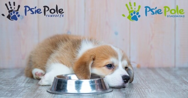 Klienci FACTORY Kraków świętować będą Międzynarodowy Dzień Psa przyłączając się do Wielkiej Zbiórki dla czworonożnych podopiecznych Schroniska Psie Pole