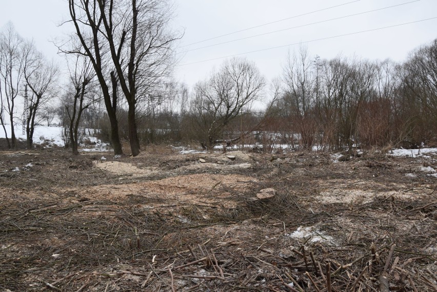 Oświęcim. Na Kamieńcu wycięto piękne drzewa. Tak powstaje Park Pojednania Narodów [ZDJĘCIA, WIZUALIZACJA]