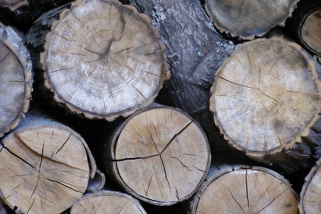 Drzewa w lesie są bardzo dokładnie policzone, a ścięte drewno z dokładnością do 1/100 metra sześc.