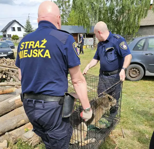 Postrzelony z wiatrówki pies został zabrany z kojca. Funkcjonariusze Straży miejskiej wynieśli go z posesji. Teraz zwierzę jest w Warszawie, będzie operowane. Weterynarze będą próbowali usunąć śrut z jego kolana.