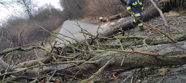 Usuwanie leżących na jezdni drzew na drodze w gminie Wyśmierzyce.