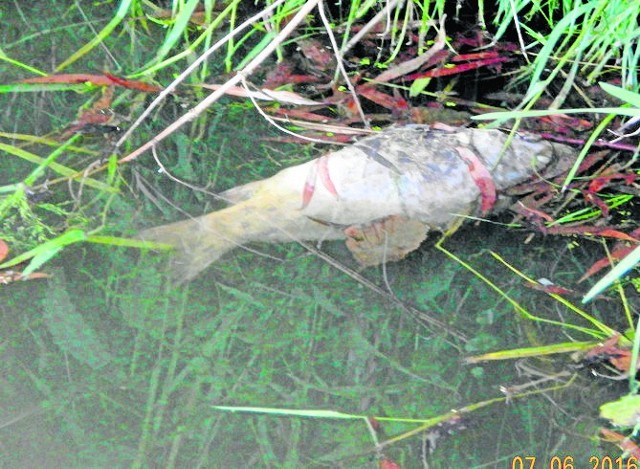 Według wędkarzy w brzezińskim stawie padło 400 kg ryb.