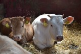 Będzie możliwy ubój bydła do 12. miesiąca życia na własny użytek. Rząd przyjął projekt nowelizacji ustawy o Inspekcji Weterynaryjnej