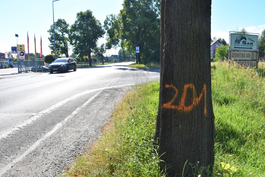 Oznakowane drzewa wzdłuż DW 435, ulice Kowalczyków i...