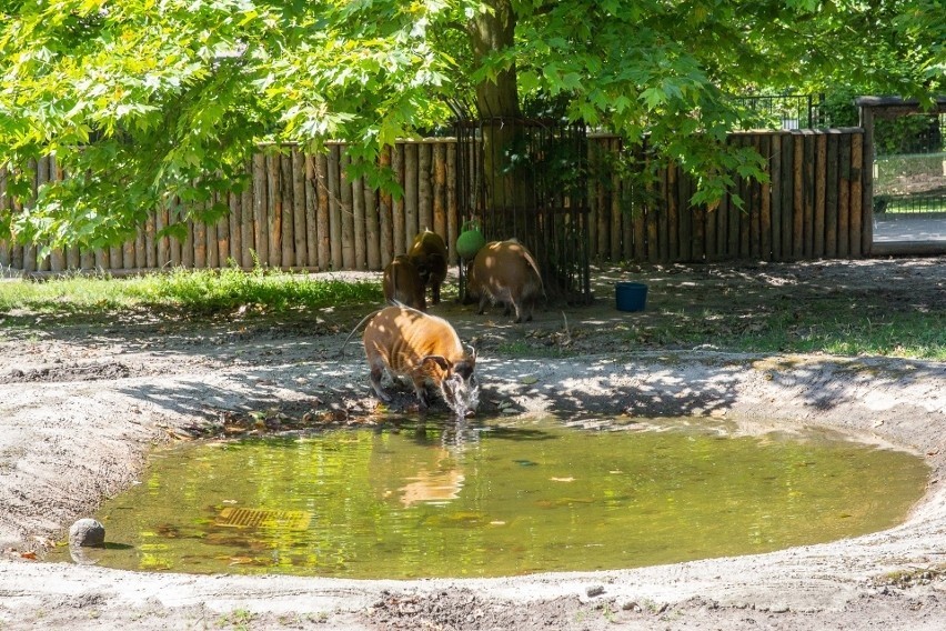 Śląski Ogród Zoologiczny w Chorzowie uspokaja i przekonuje,...