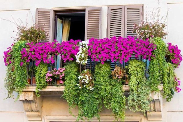 Najlepsze kwiaty na balkon. Piękne rośliny odporne na upał. Idealne kwiaty na balkon na lato.----------------->>>