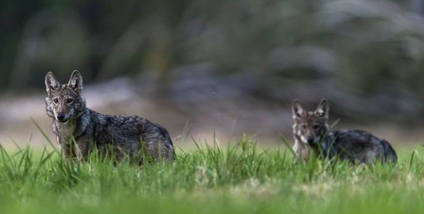 Młode wilki przyszły na świat. Leśnicy wstrzymali wycinki drzew na sześć tygodni