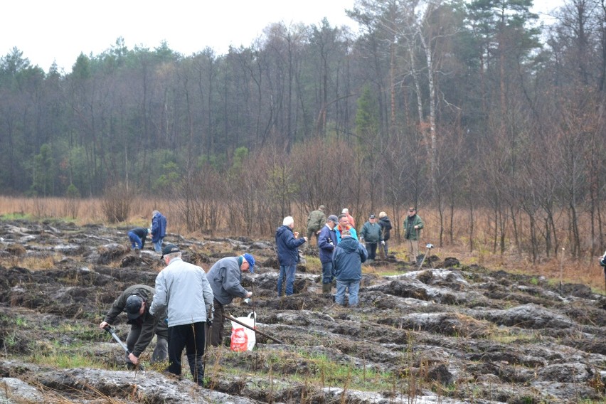 Dąbrowa Górnicza: Las Europejski posadzony już po raz dwunasty [ZDJĘCIA]