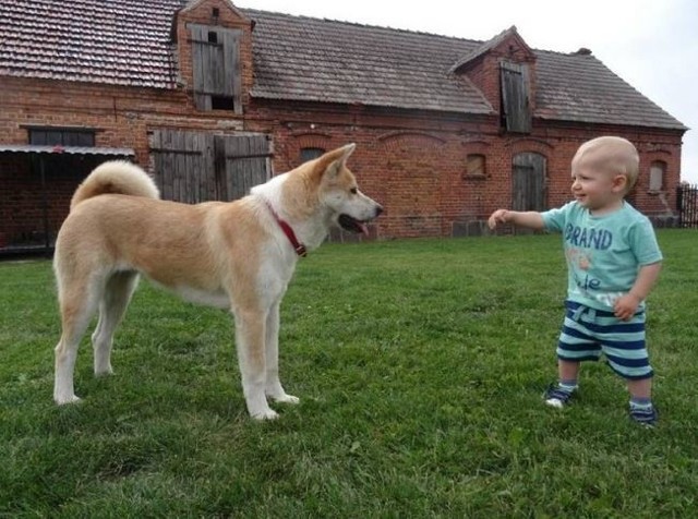 Tak wygląda pies akita