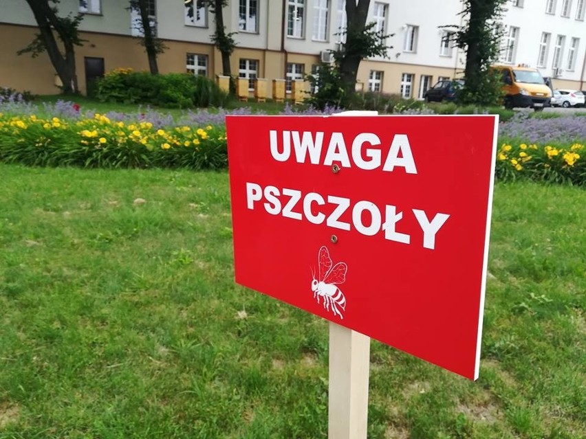 Olkusz. W ulach przed starostwem już mieszkają pszczoły [ZDJĘCIA]