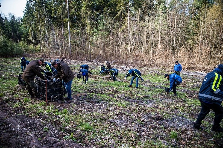 Kolejna akcja sadzenia drzew przez wolontariuszy z Elektrowni Połaniec i leśników. W sumie przybyło ich ponad 6 tysięcy