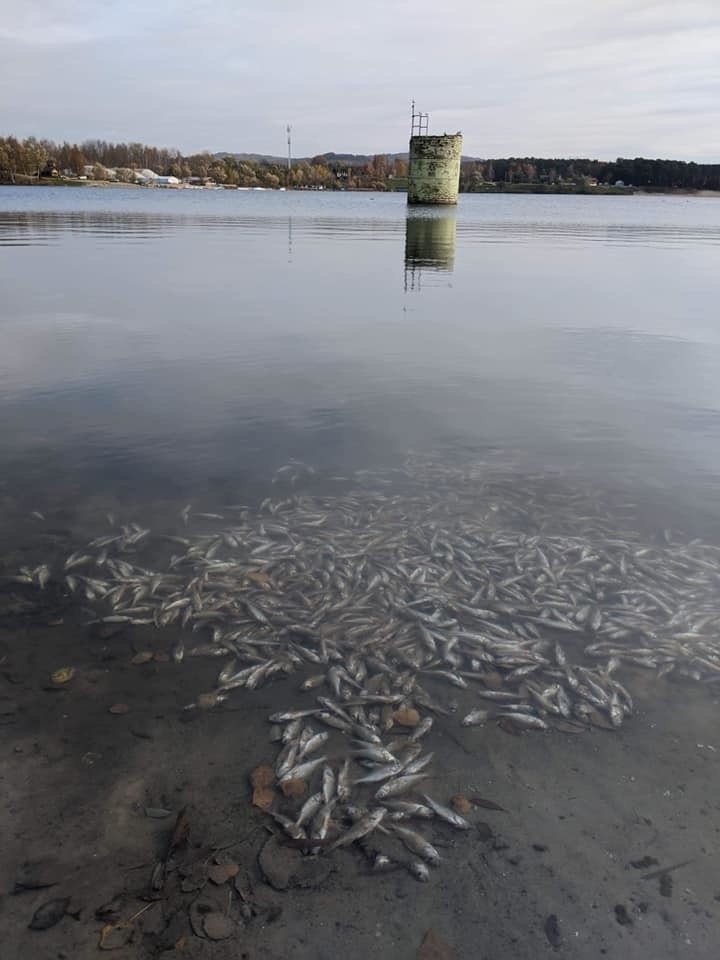 Setki śniętych ryb pływały w Budzyń w Zalewie Na Piskach....