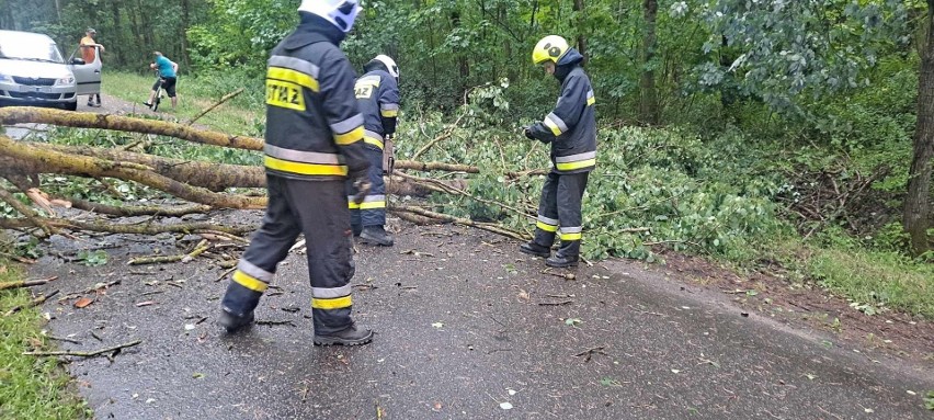 Przy powalonych drzewach interweniowali m.in. strażacy z OSP...