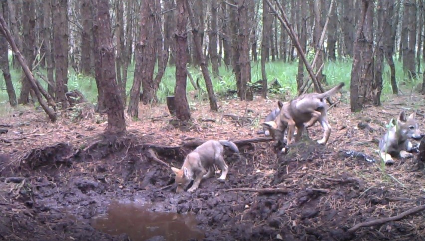 Fotopułapka zamontowana we Wdeckim Parku Krajobrazowym...