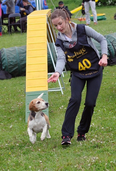 Agility to widowiskowy sport polegający na prowadzeniu psa...