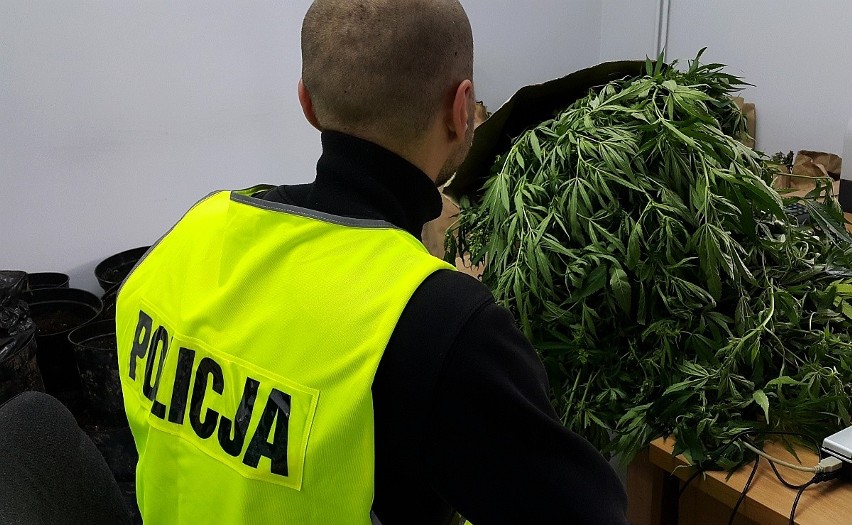 Czarnorynkowa wartość marihuany to nawet 22 tys. zł