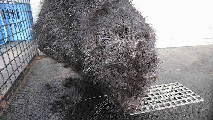 Strażnicy miejscy z Animal Patrol uratowali bobra. Zwierzę...