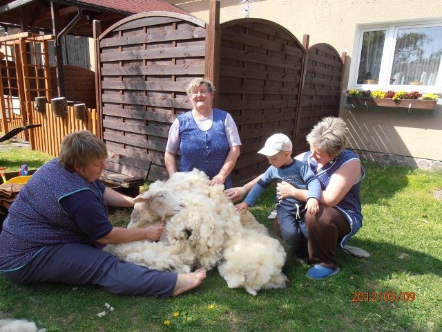 W gospodarstwie Genowefy Glazik można zobaczyć,  jak się goli owce. Pani Genowefa na zdjęciu z prawej z wnuczkiem