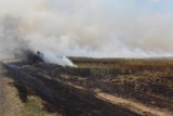 DZ24: Pożar traw w Koziegłówkach: Dym przeszkadzał kierowcom jadącym DK 1 [ZDJĘCIA]