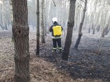 Już 32 groźne pożary traw w powiecie opatowskim. Apel strażaków: zostań w domu!