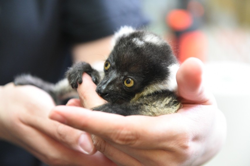 Małym opiekują się pracownicy zoo