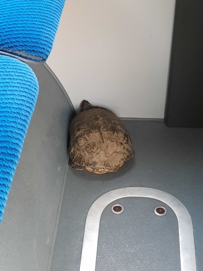 Żółw uratowany przez kierowcę autobusu, już po przeniesieniu...