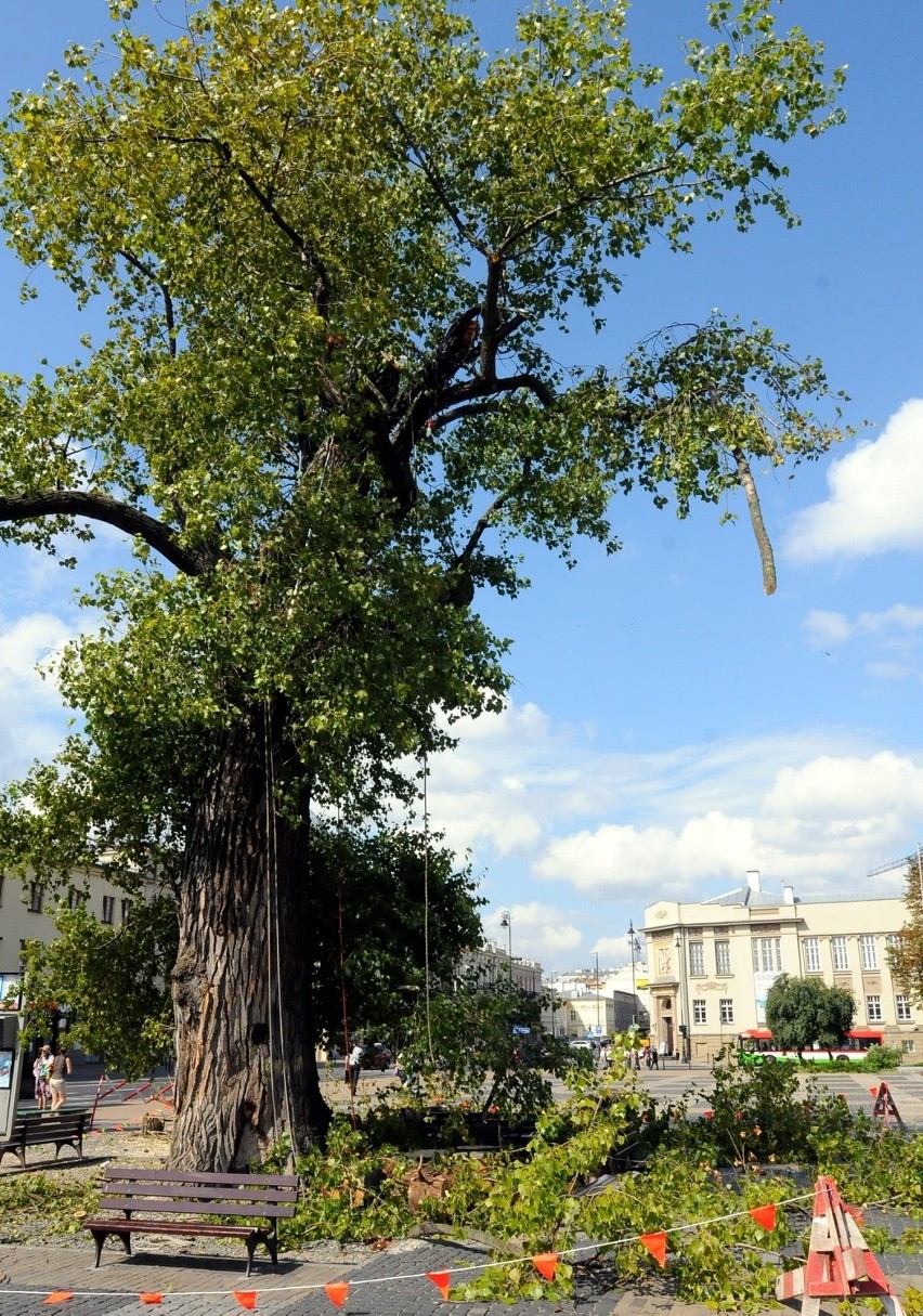 Topola czarna, nazywana przez lublinian baobabem, na placu...