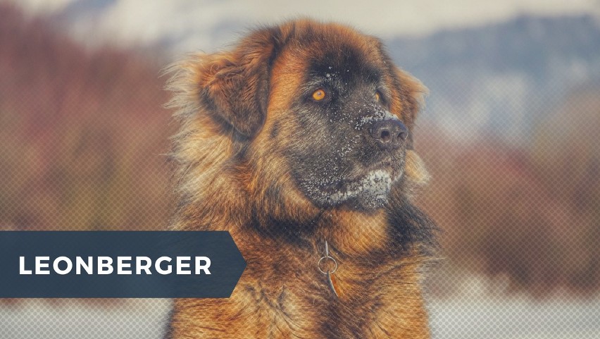 LEONBERGER...