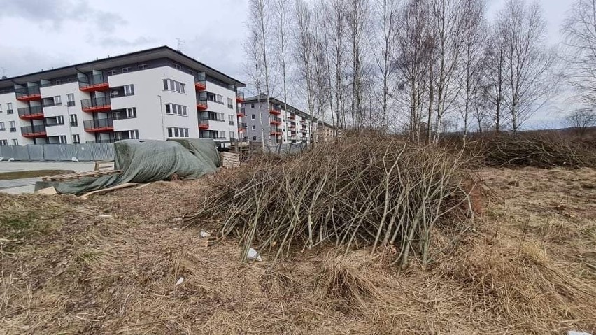 Porządkowanie terenu na Klinach. Deweloper wycina część...