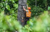 Wycinki drzew w Lublinie. Spółdzielnie tłumaczą je bezpieczeństwem 