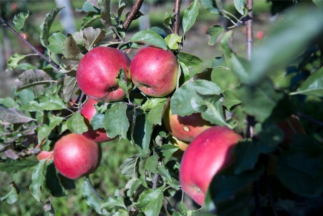 W tym roku - z powodu suszy - zbiory jabłek były niskie. Ceny, przynajmniej na razie, są wysokie