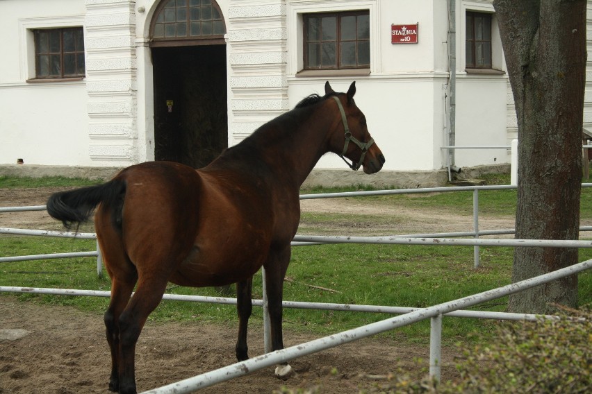 Stadnina koni w Janowie Podlaskim może nawet zostać zlikwidowana, jeśli nie zmieni się polityka władz wobec hodowli koni