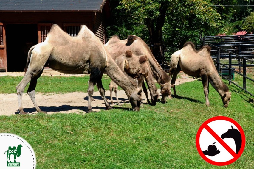 Nie dokarmiaj zwierząt w zoo...