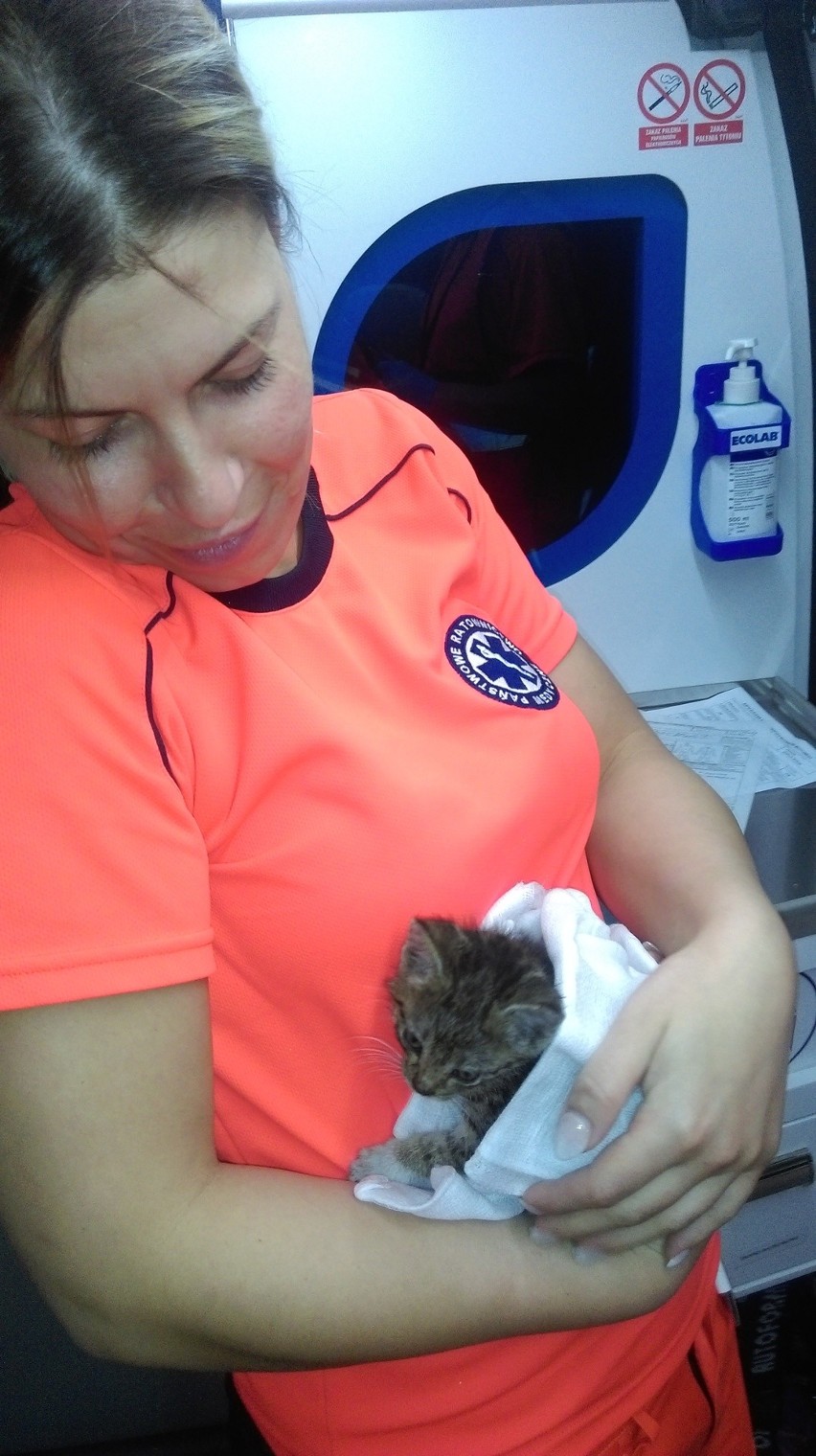 Małego kotka ocalili ratownicy medyczni