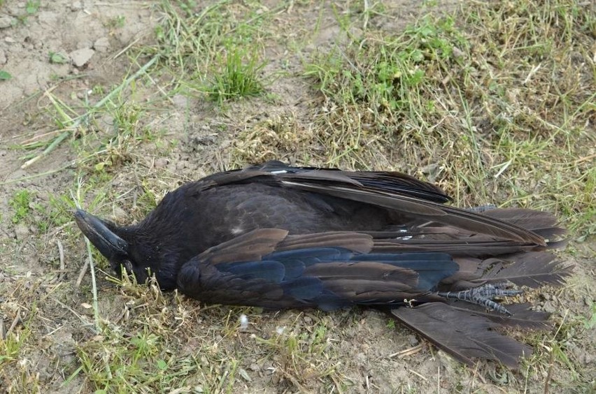 Martwe ptaki znaleziono na polu w Wielowsi. Wszystkie...