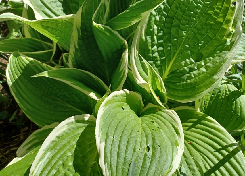 Funkia (hosta) to ozdobna roślina, którą często uprawiamy w...