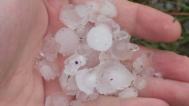 W sobotę (26 maja) późnym popołudniem rozszalała się w regionie burza. Było też gradobicie. Niektóre rejony w województwie kujawsko-pomorskim bardzo ucierpiały. Taka pogoda dała się we znaki m.in. mieszkańcom Mariampola w bydgoskim Fordonie. Pola uprawne położone w pobliżu wałów przecipowodziowych nad Wisłą zamieniły się w jedno wielkie bajoro. Szybko jednak wyschło.- Około godziny 17.00 przez miejścowość Stronno, ok. 20 km na północ od Bydgoszczy, przeszło gradobicie. Szkody są znaczne, duża część owoców nie prztrwała. Wysyłam w związku z tym kilka zdjęć - napisał internauta.Jak informują nas w Wojewódzkim Stanowisku Koordynowania Ratownictwa w Toruniu, strażacy w regionie nie odnotowali większej liczby interwencji po sobotniej burzy i gradobiciu. Pogoda na dzień + 4 kolejne dni (27 + 28-31.05.2018) | POLSKA/TVN Meteo