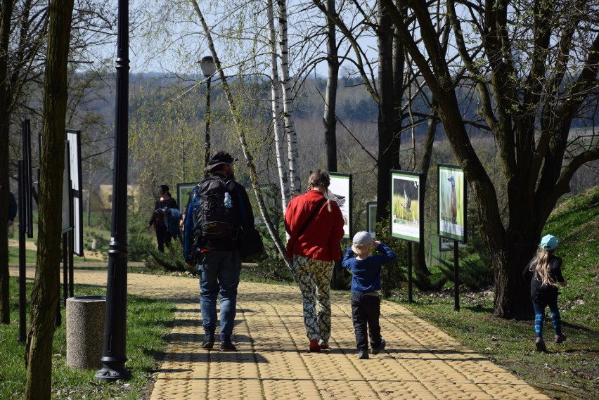 Śląski Ogród Botaniczny. Międzynarodowy Dzień Ptaków