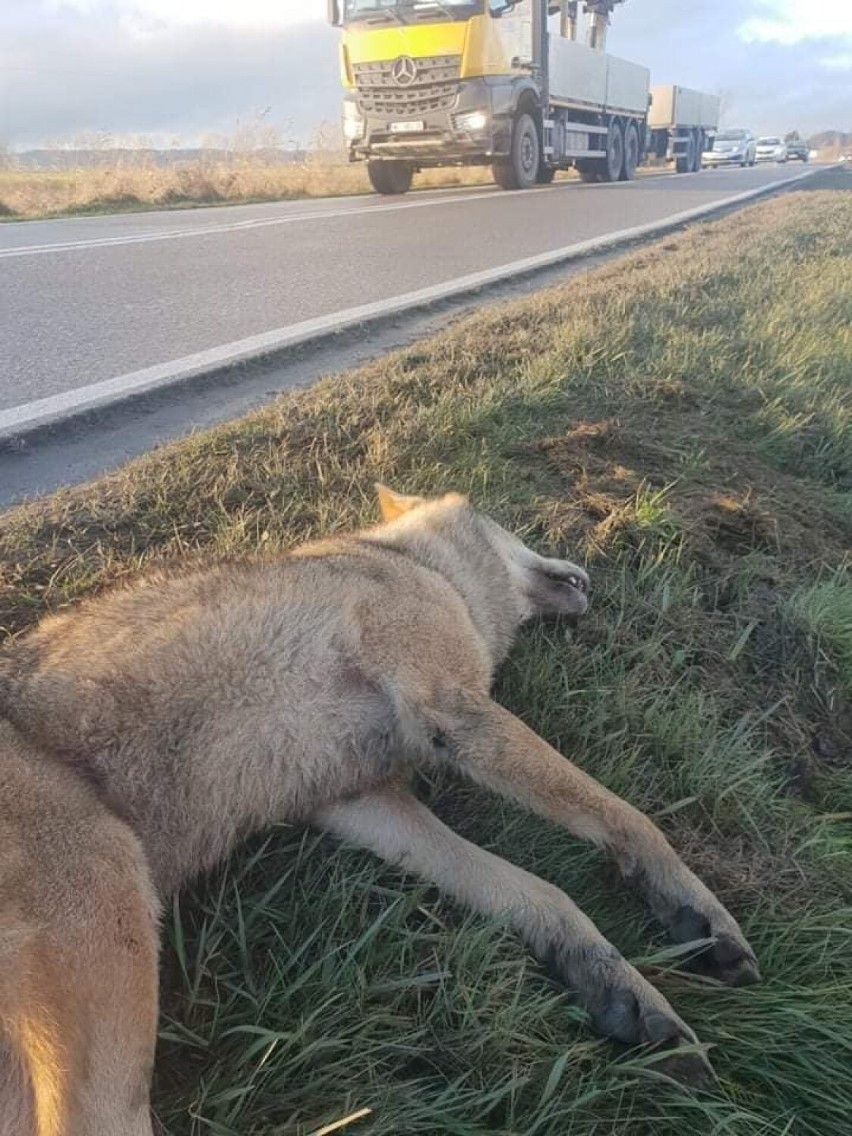 Potrącony wilk na drodze Kosakowo-Mrzezino. Zwierzę niestety nie przeżyło [Uwaga, drastyczne zdjęcia!]