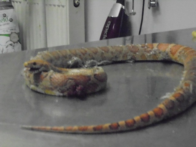 Wąż odłowiony przy ulicy 25 Czerwca w Radomiu został odwieziony do lecznicy dla zwierząt.