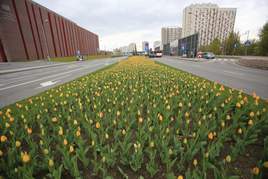 Katowice całe w kwiatach. Setki tulipanów zakwitły na Roździeńskiego. Wiosna 2017 ZDJĘCIA
