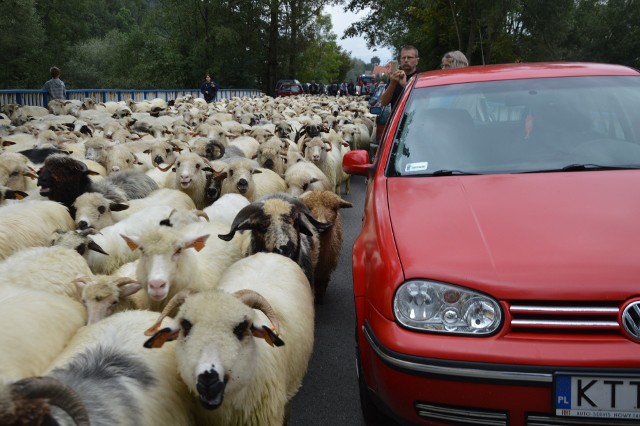 Górale z owcami schodzą z hal